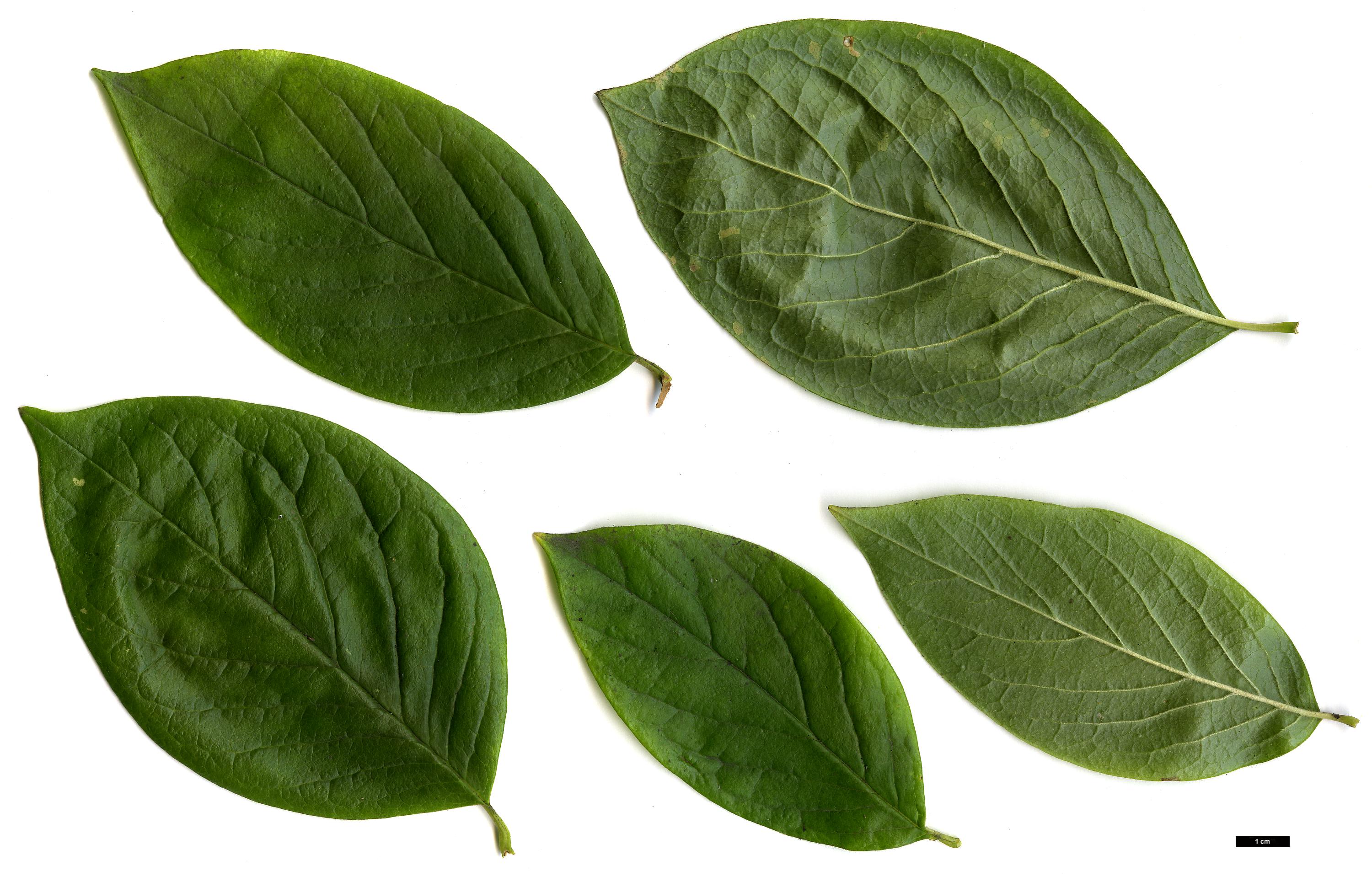 High resolution image: Family: Theaceae - Genus: Stewartia - Taxon: ovata - SpeciesSub: 'White Satin'
